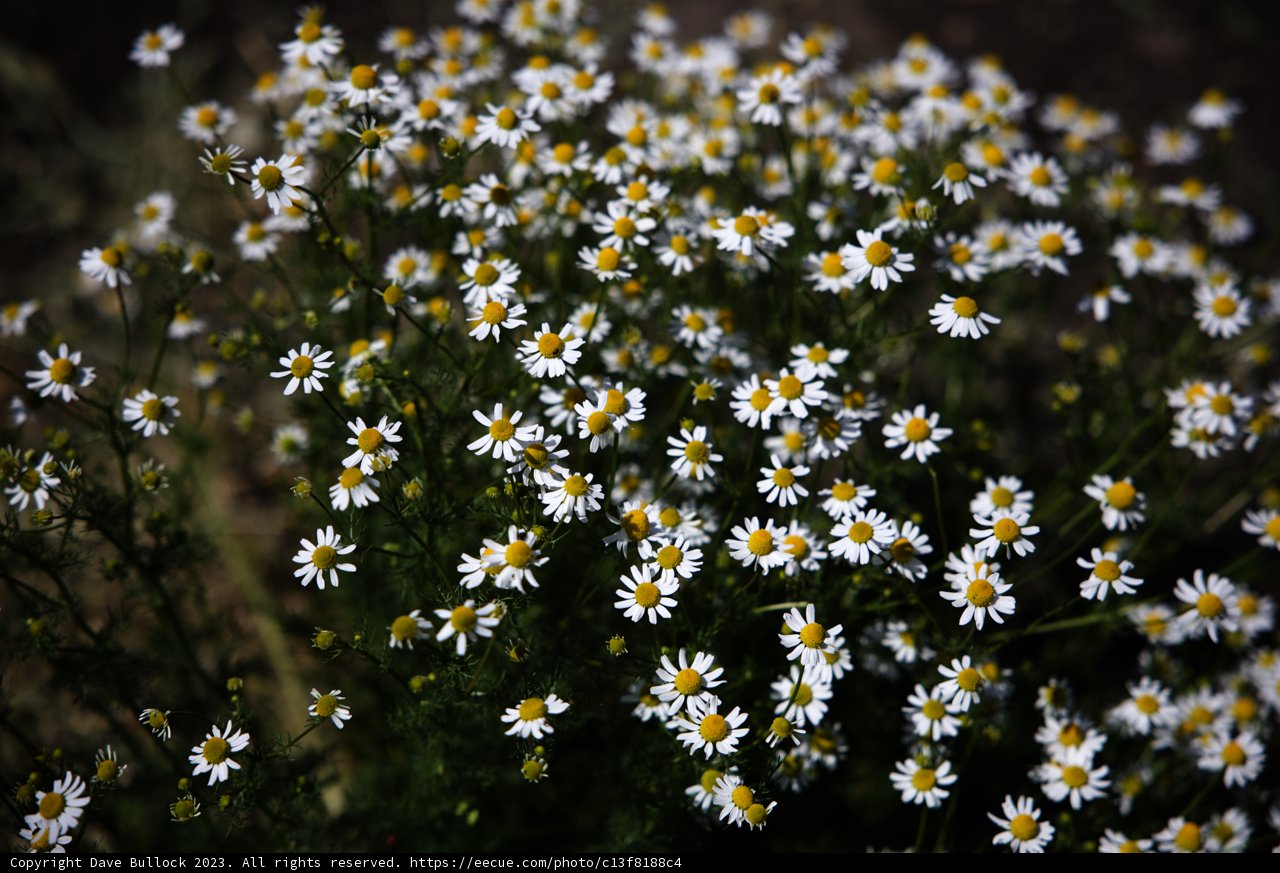 Daisy Delight in Regenerative Gardening Class
