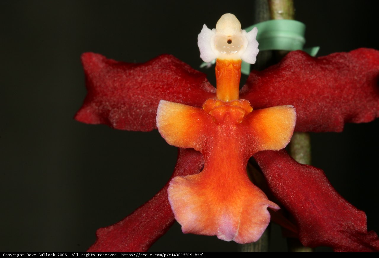 Radiant Red Orchid with a White Heart