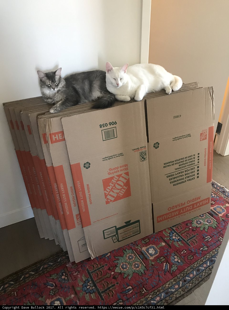 Boxed In Cats
