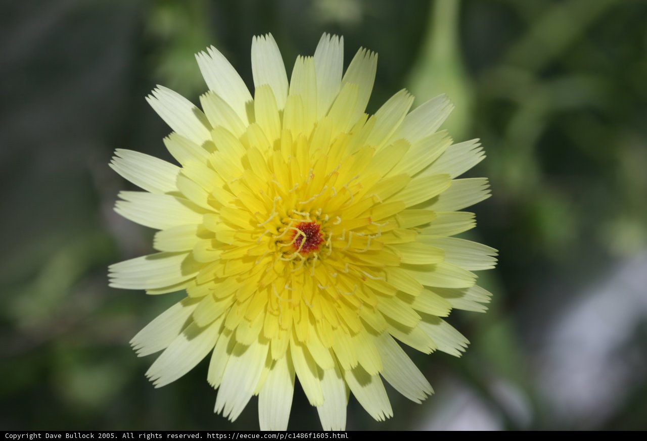 Burst of Sunshine