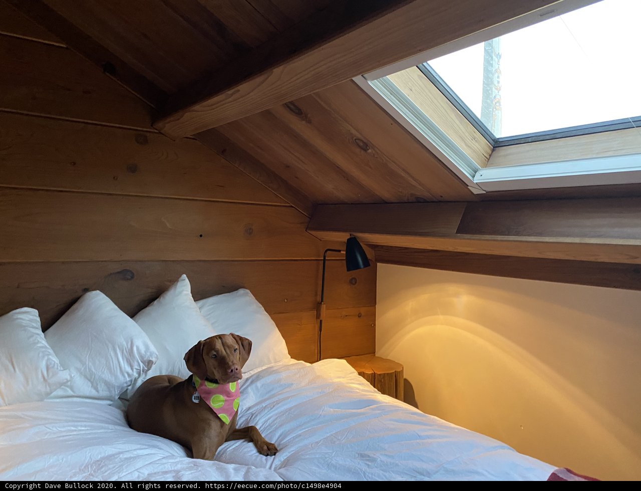 Cozy Canine Retreat
