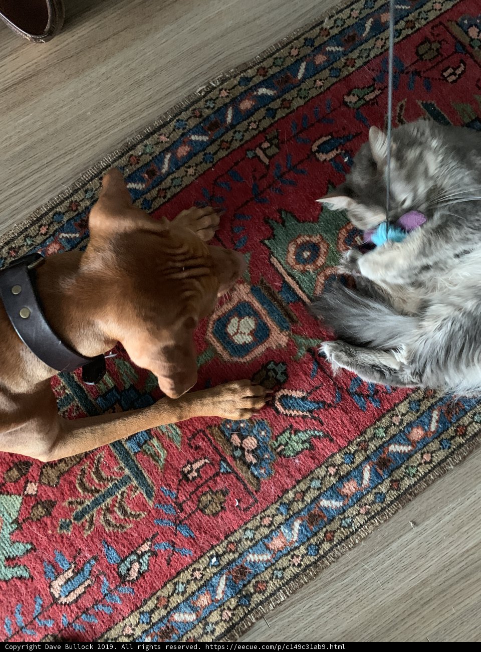 Furry Friends Playtime