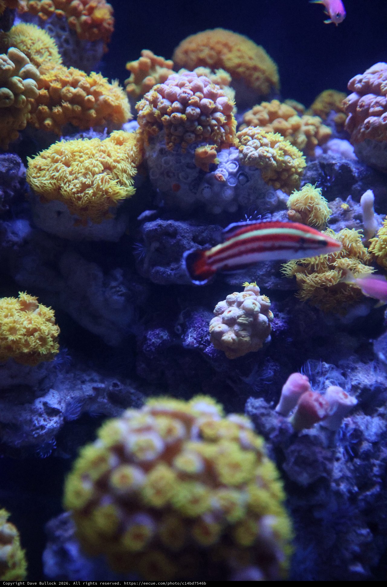 Vibrant Coral Reef Aquarium with Striped Fish