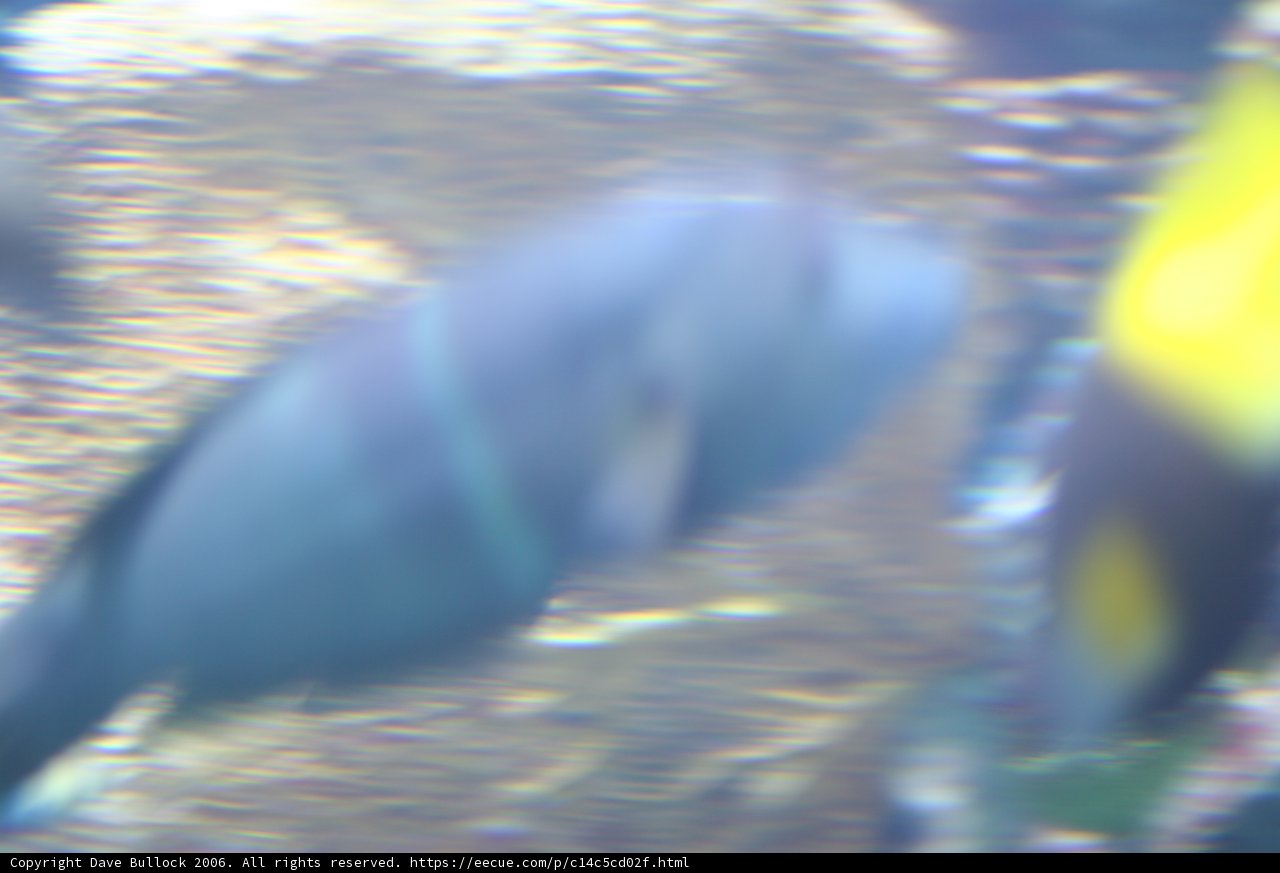 Mysterious Surgeonfish