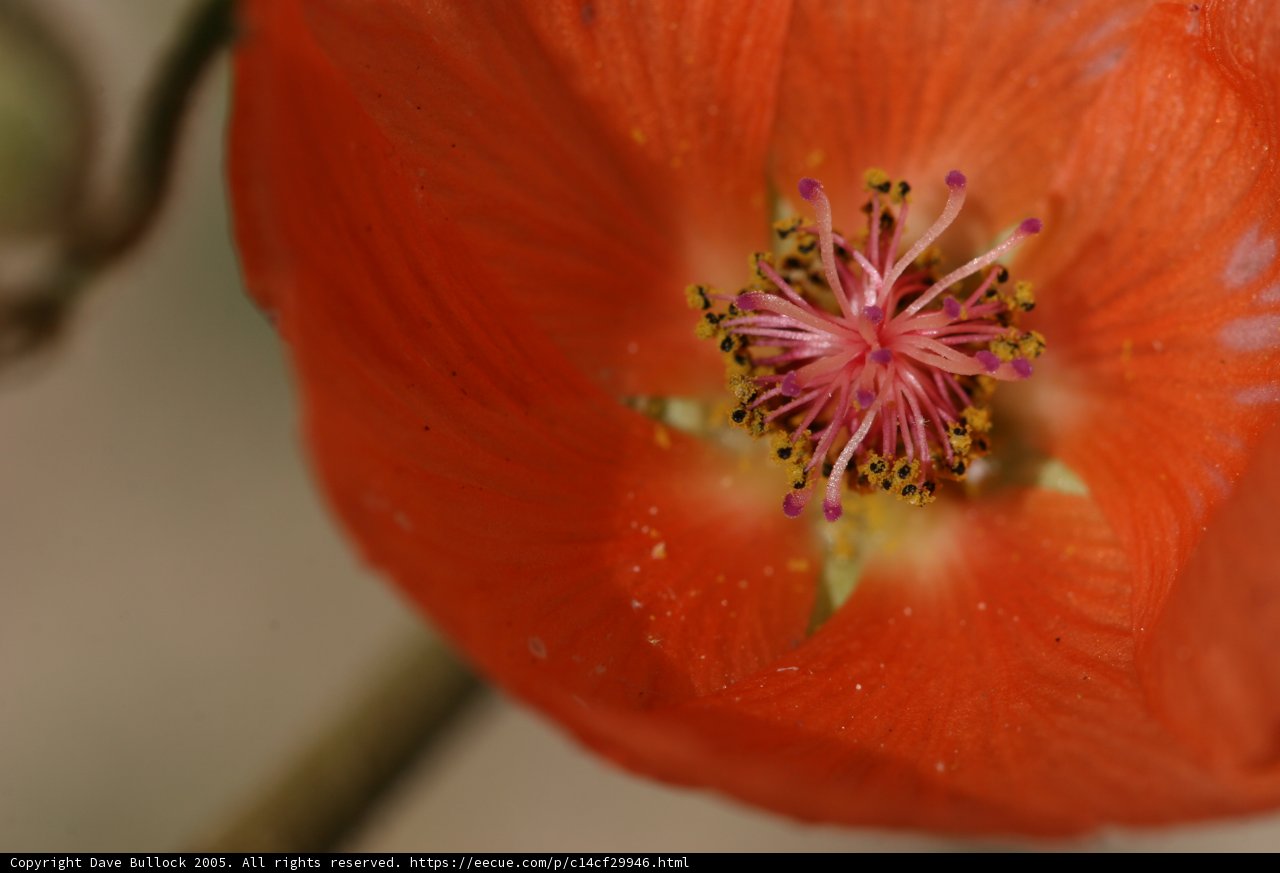 In the Heart of a Red Geranium