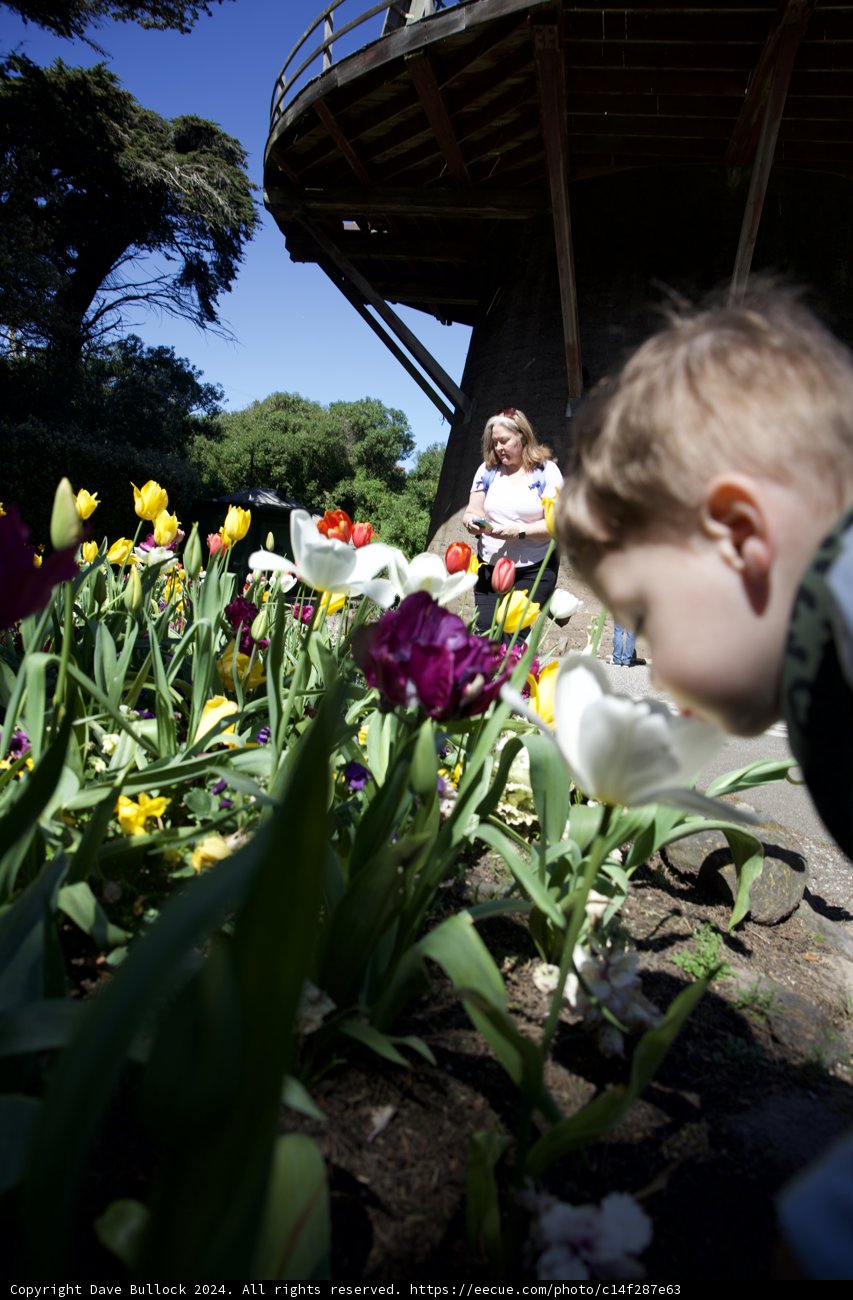 Innocence in Bloom: A Child's Wonder in Golden Gate Park Windmills