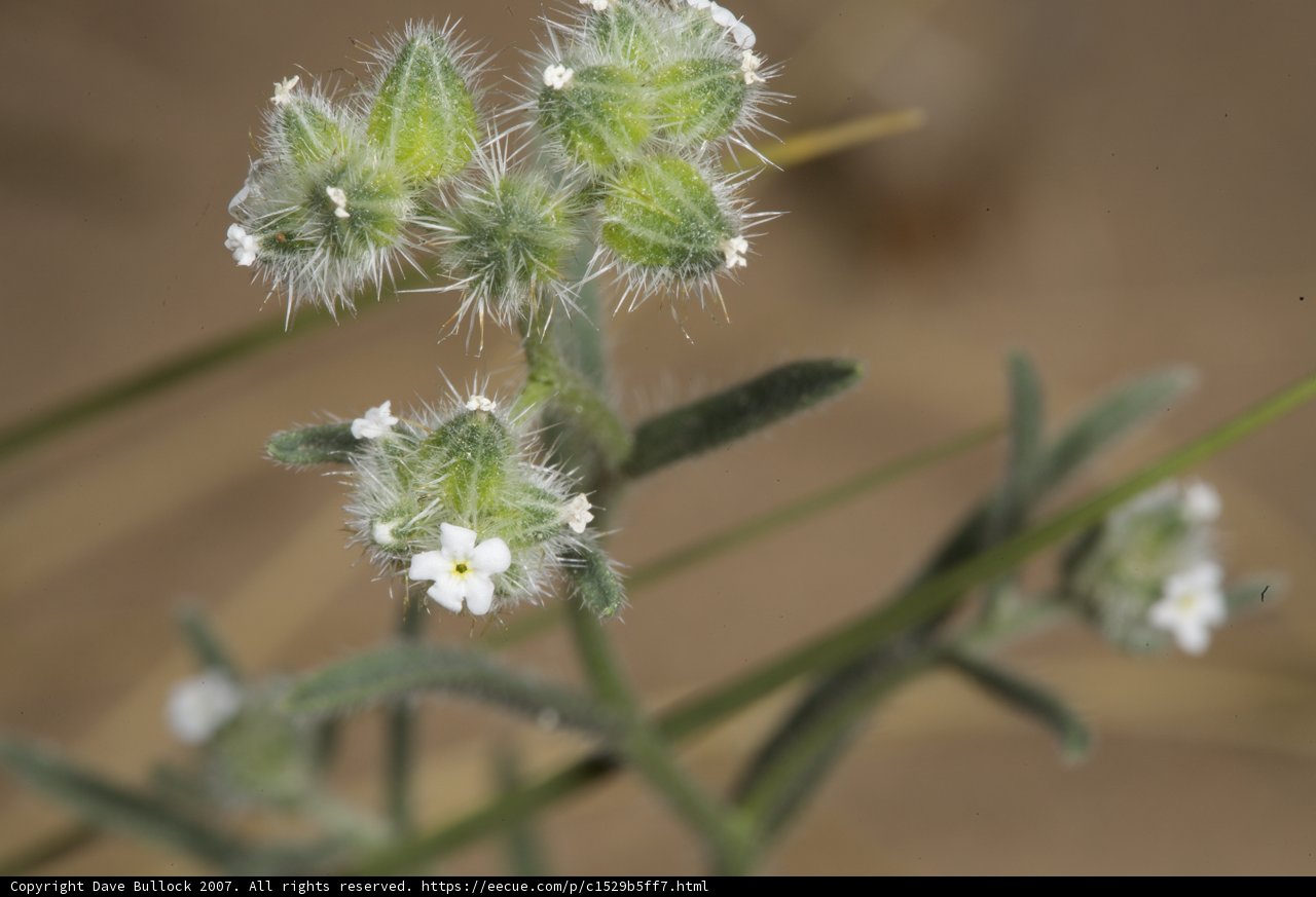 White Blossoms in the Arid Landscape