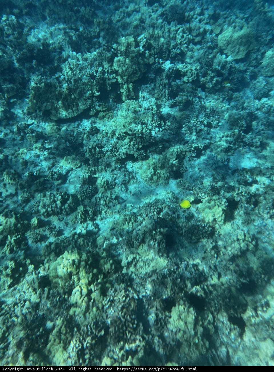Beauty in the Depths