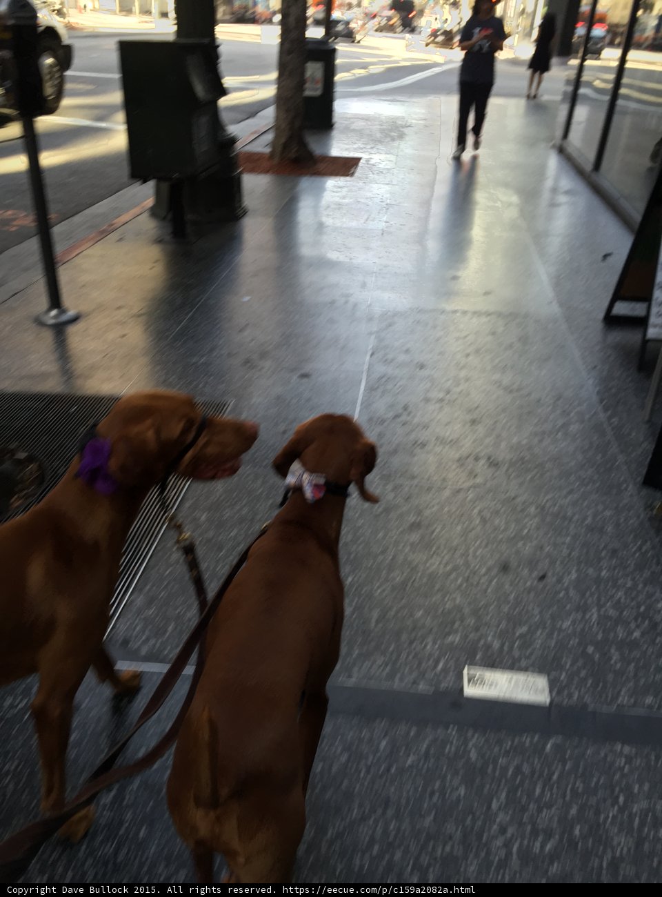 Two dogs enjoying a morning walk