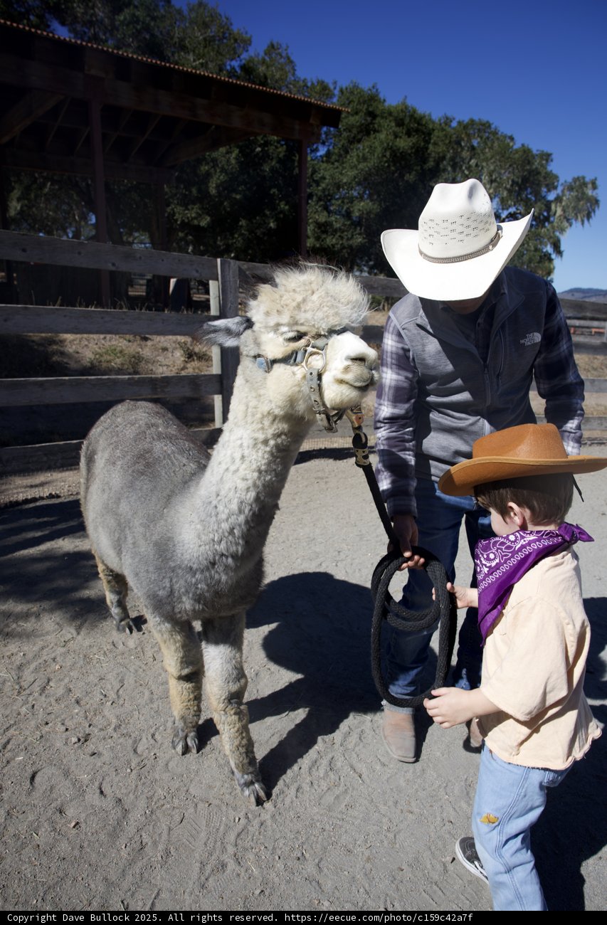 Ranch Adventures with a Llama Friend