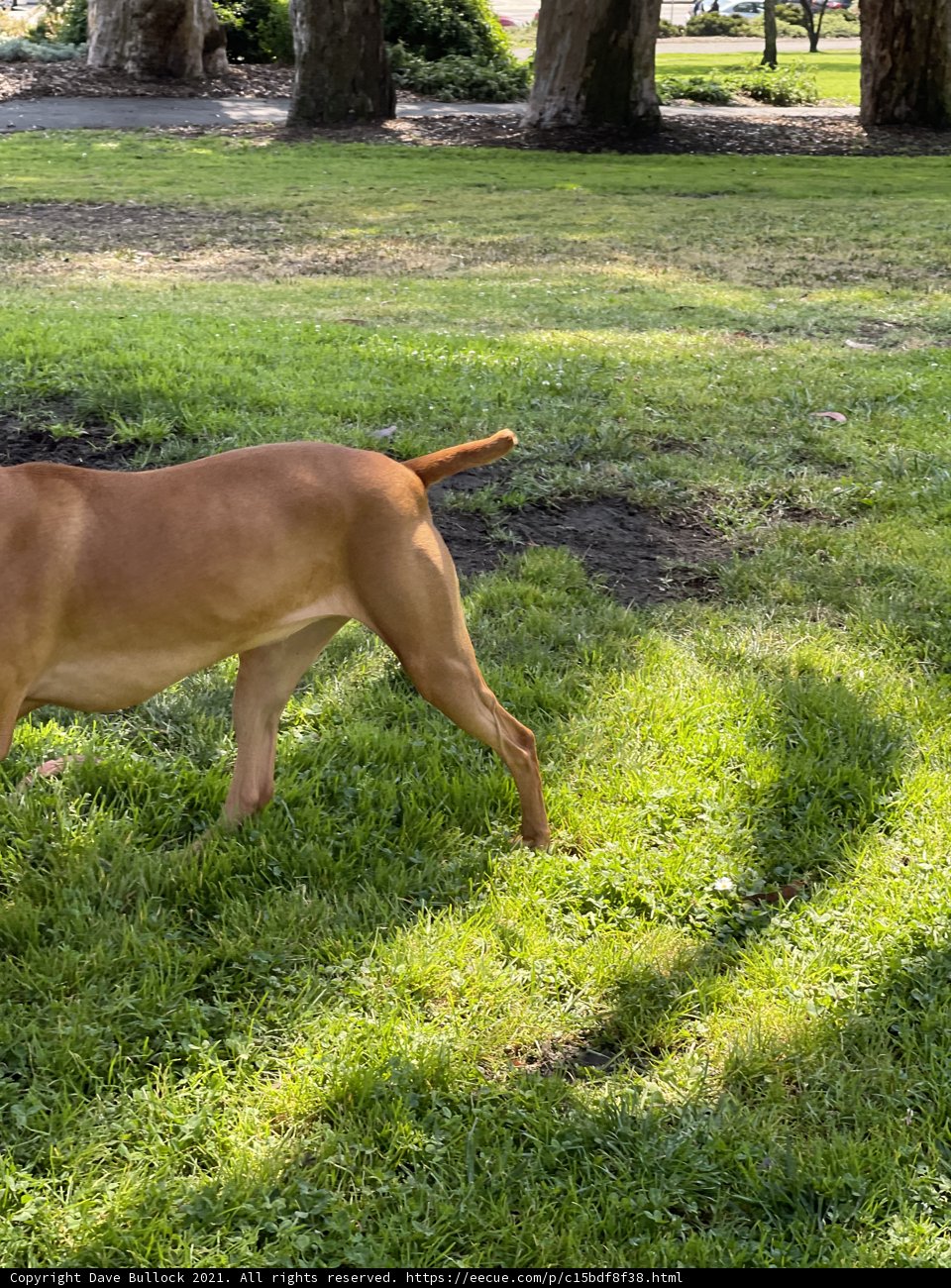 Walk in the Grass