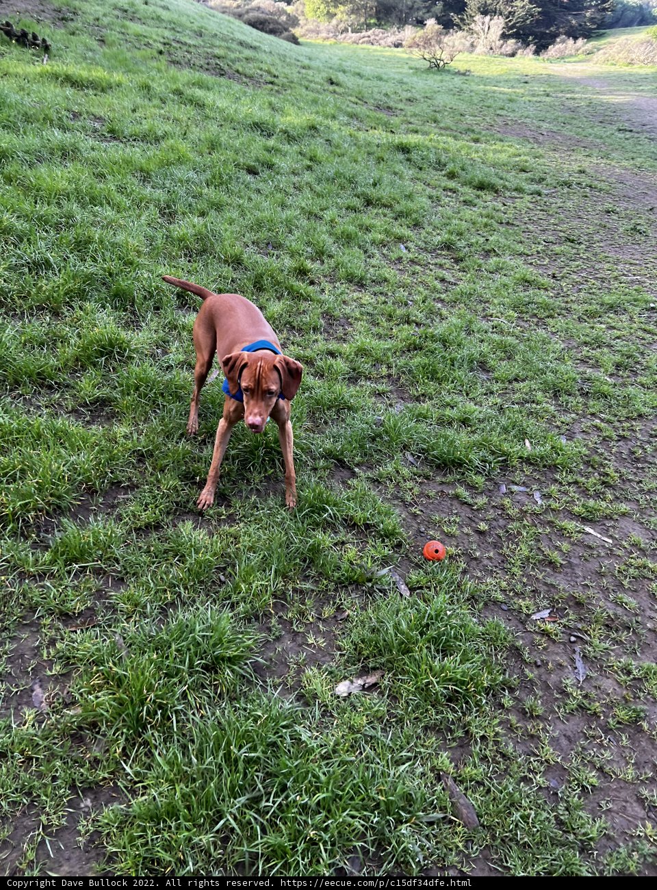 Happy Vizsla Playing Fetch in San Francisco Field