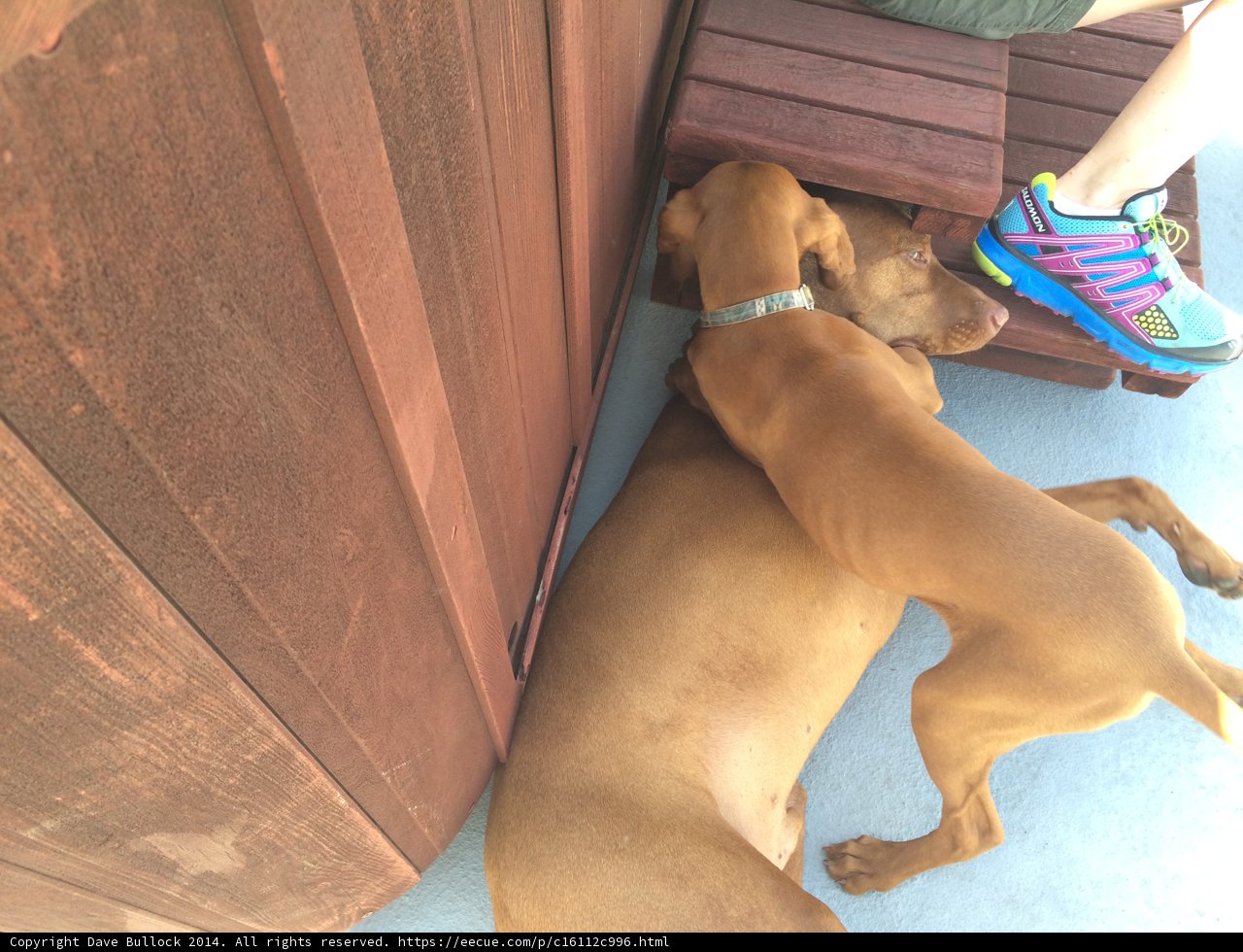 Relaxing with a Canine Companion