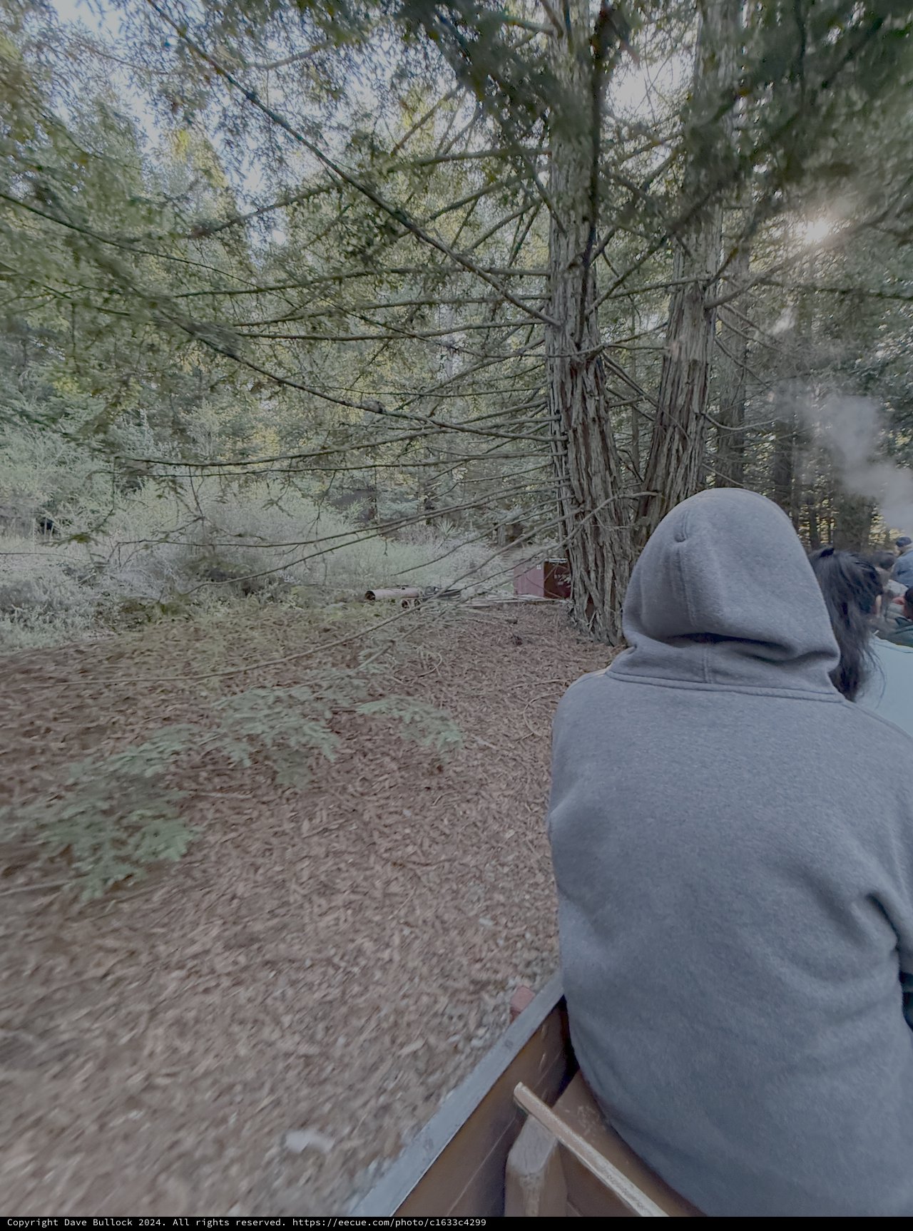 Person in Grey Hoodie on Forest Trail