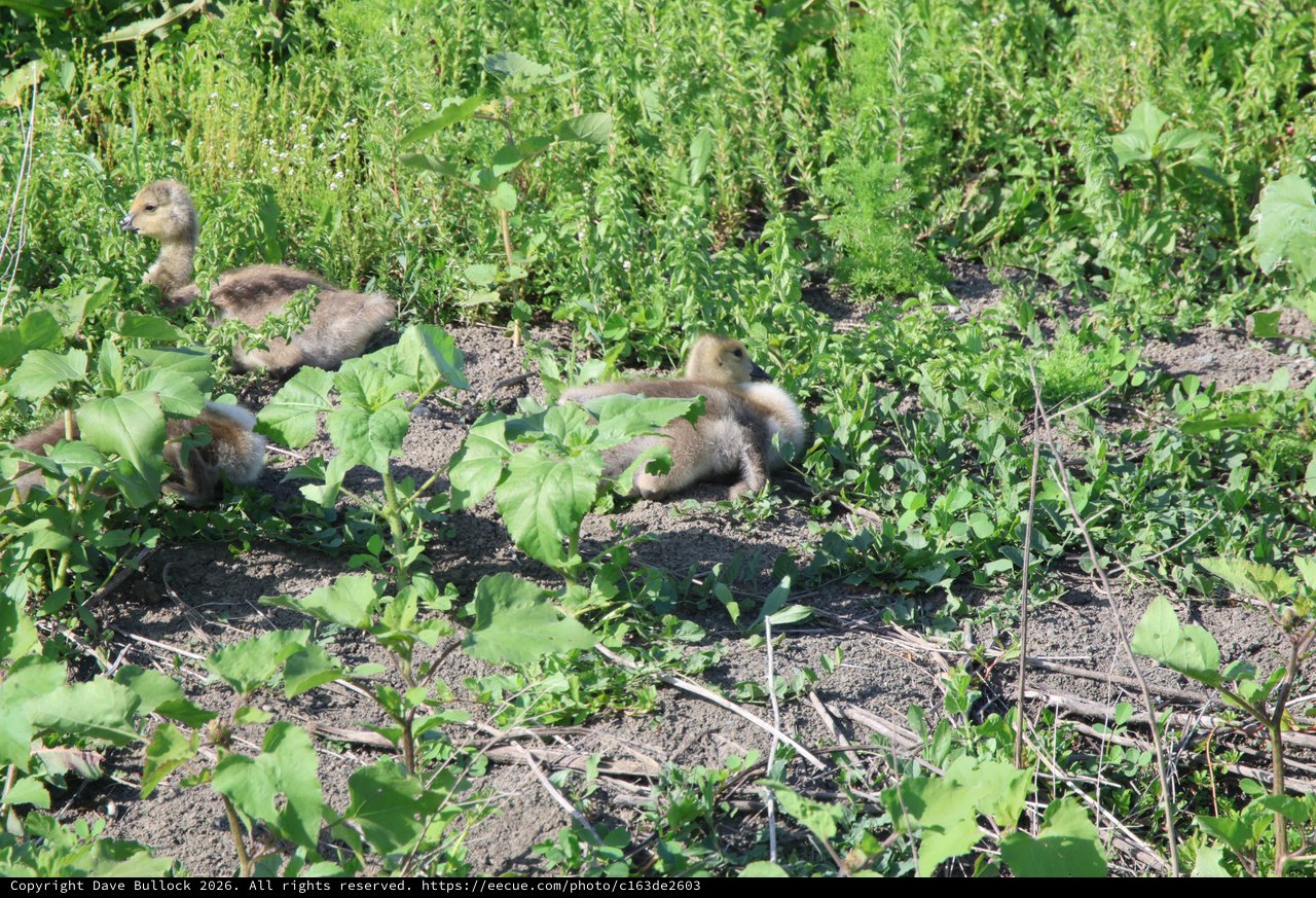 Fluffy Ducklings Foraging Among Garden Vegetation