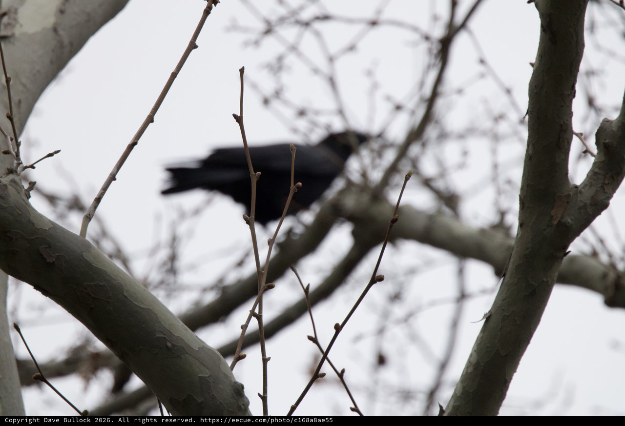 Silhouetted Bird Perched Among Bare Winter Branches