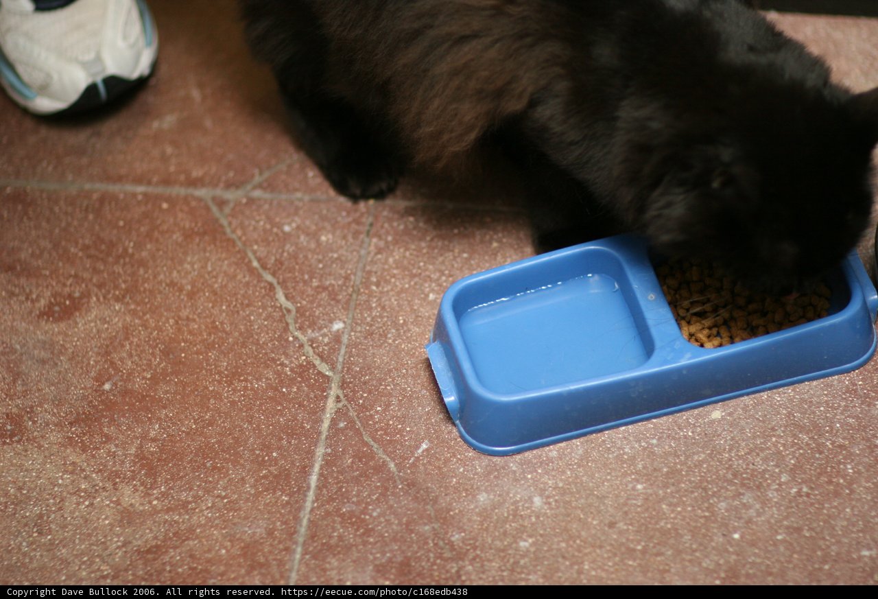 Feline Feast