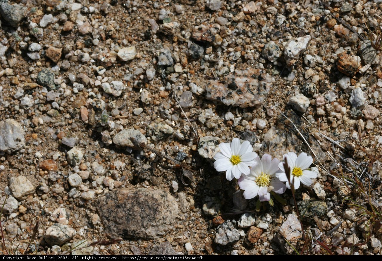 Delicate Anemone blooms amidst rocky terrain