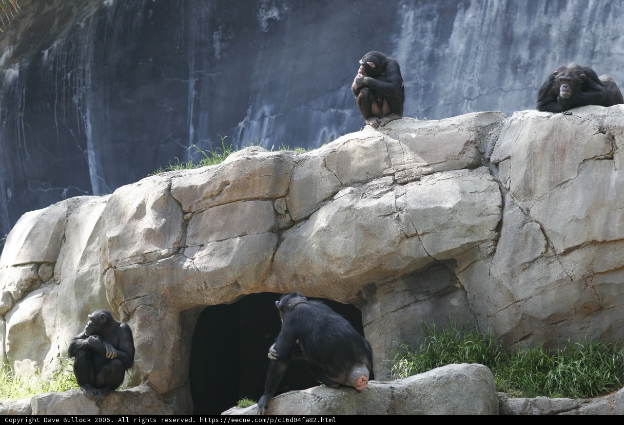 Chimps enjoying the outdoors