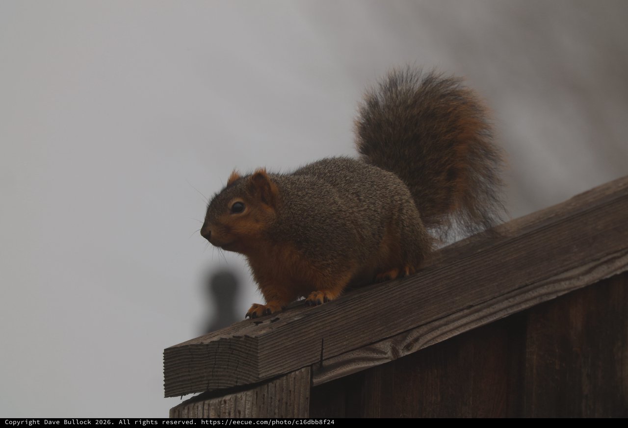 Gray Squirrel Perched on Wooden Fence Rail
