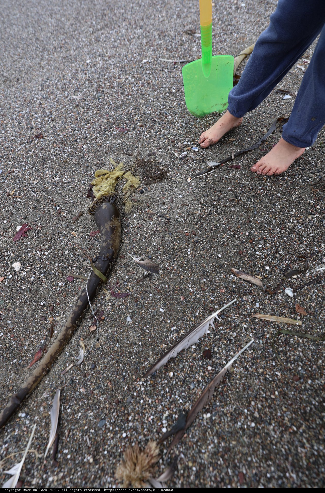 Child Discovers Sea Creature on Sandy Beach