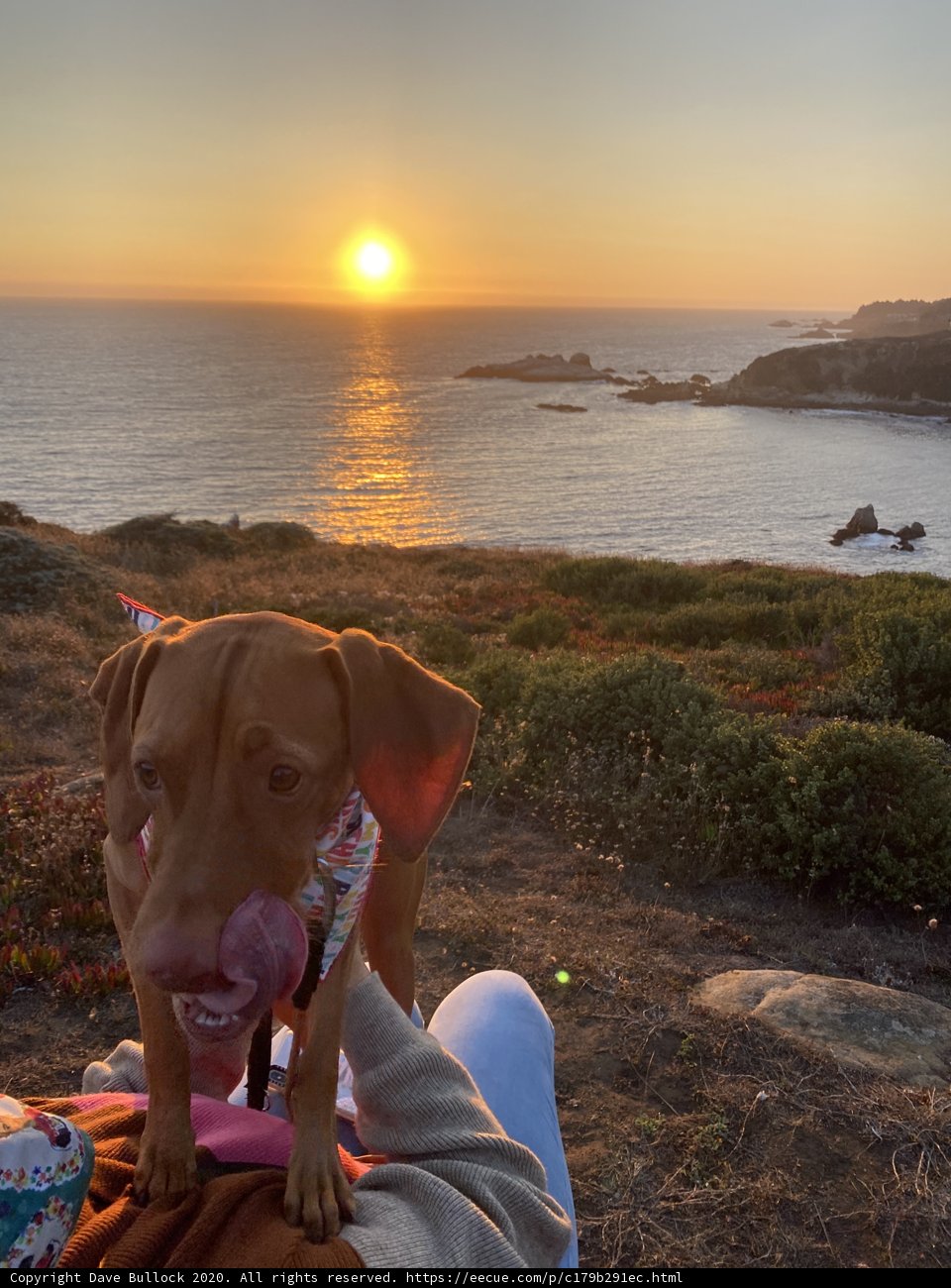 Sunset Lap Dog