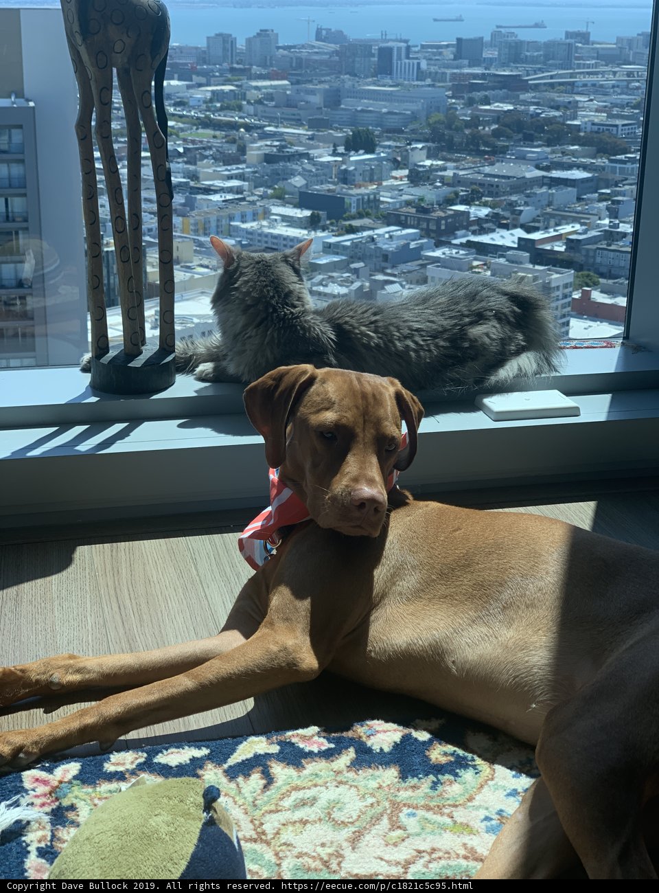 Furry Friends Enjoying the City View