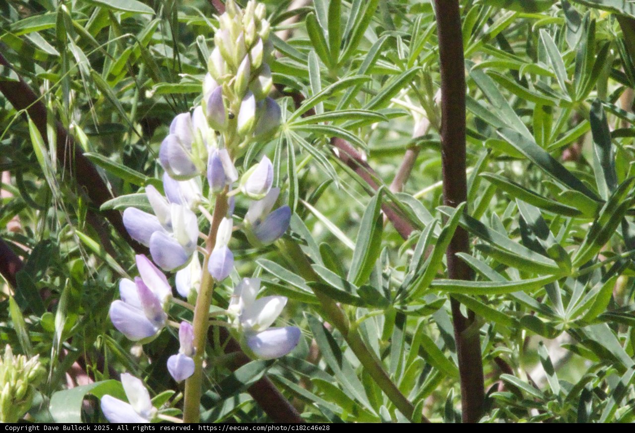 Delicate Blooms of Palo Corona