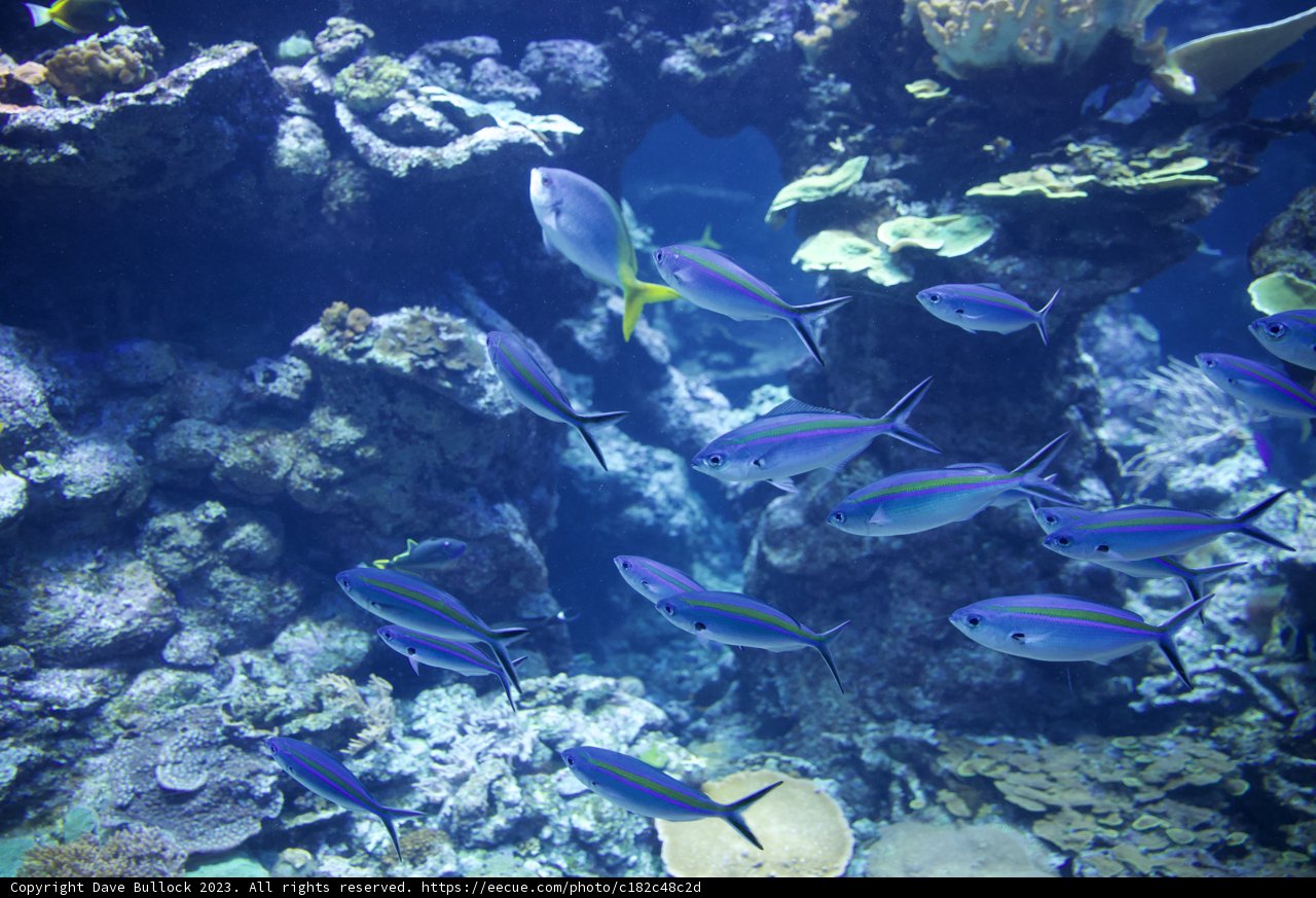 Aquatic Symphony: A Dance of Angel and Surgeon Fish