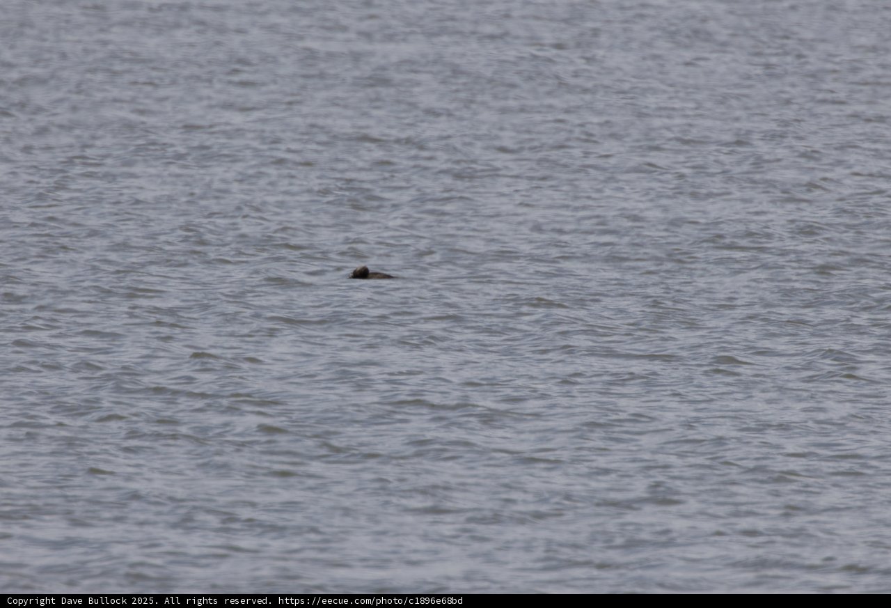 Solitary Drifter