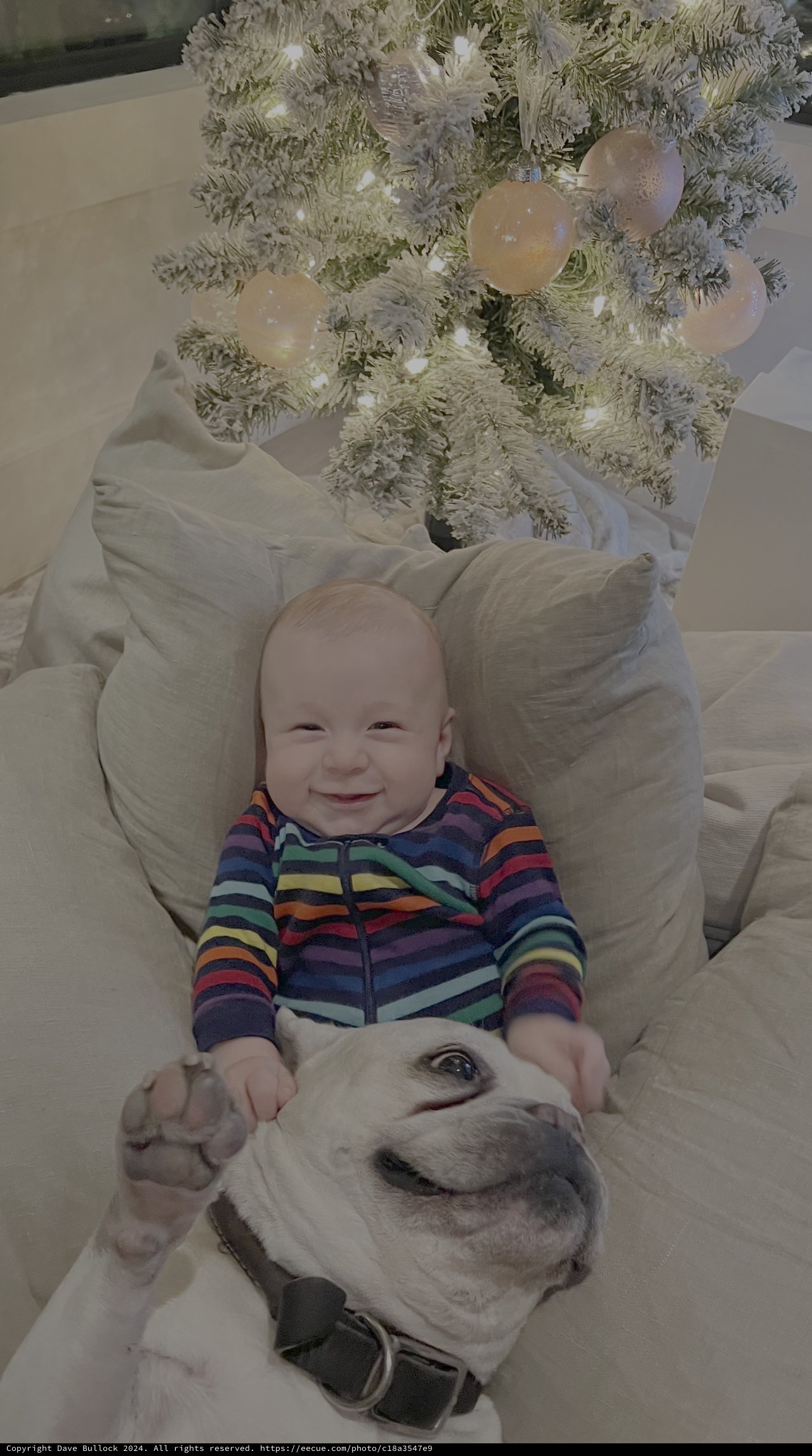 Baby's First Christmas with Beloved Dog