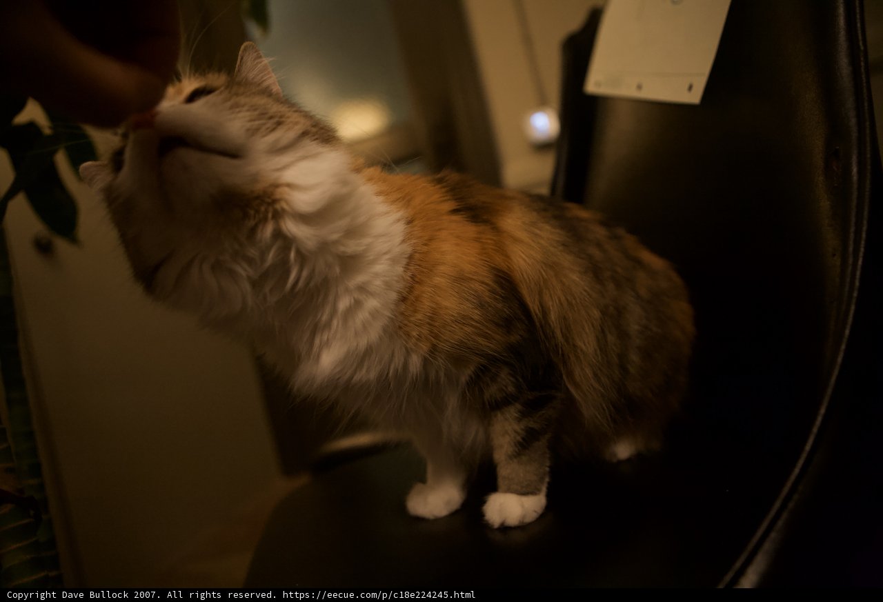 Nighttime Companions