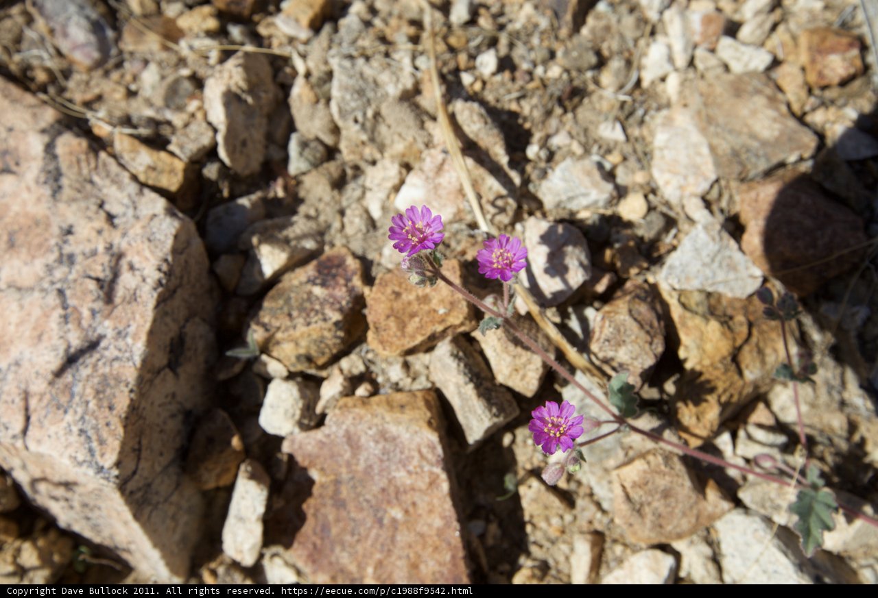 A Small Purple Flower Thrives in the Rocks