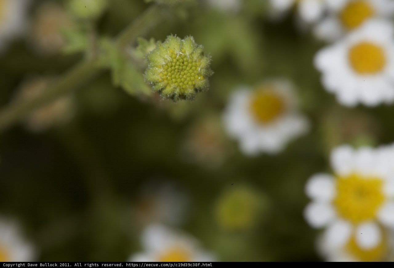 Blooming Beauty