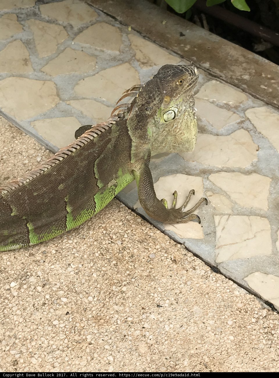 Iguana on the Path