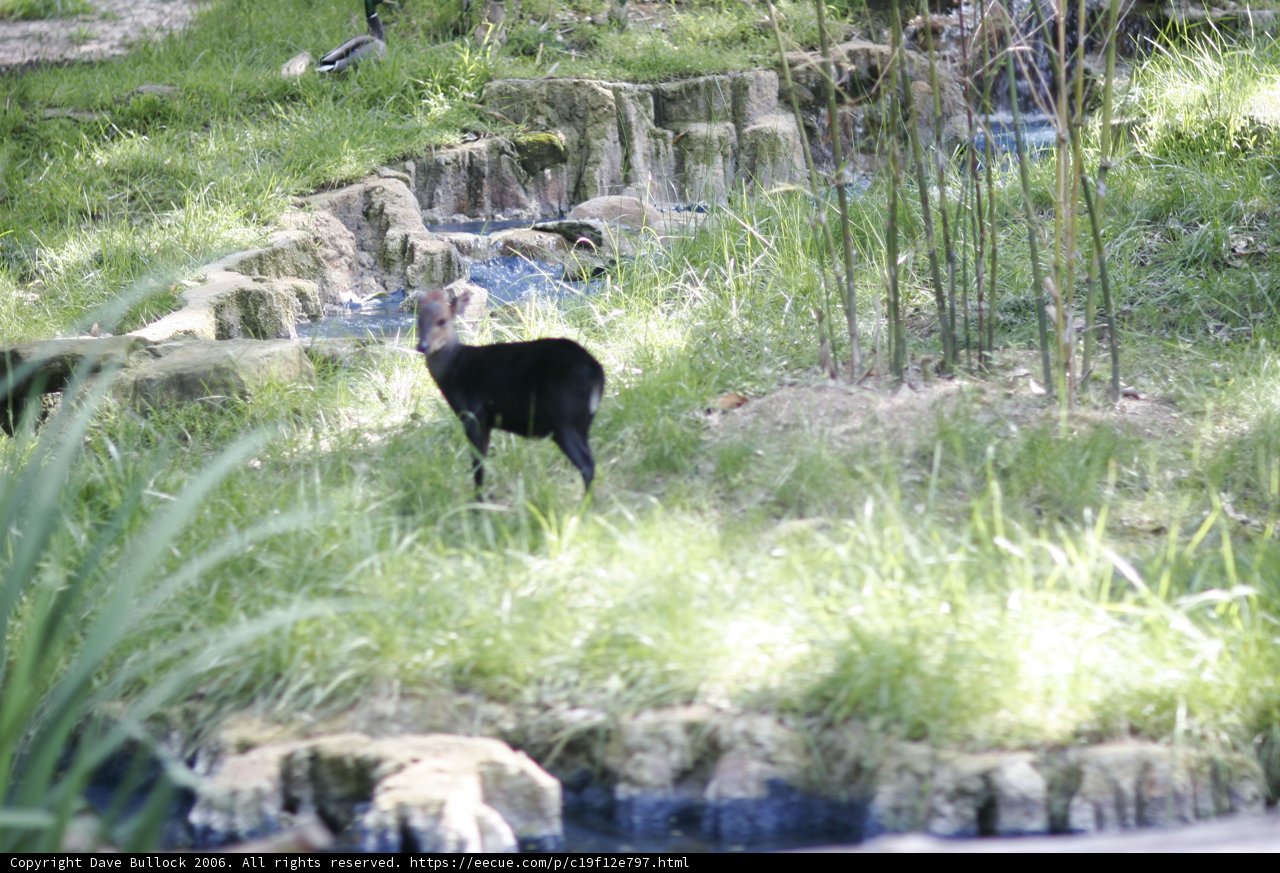 Tranquil Goat by the Stream