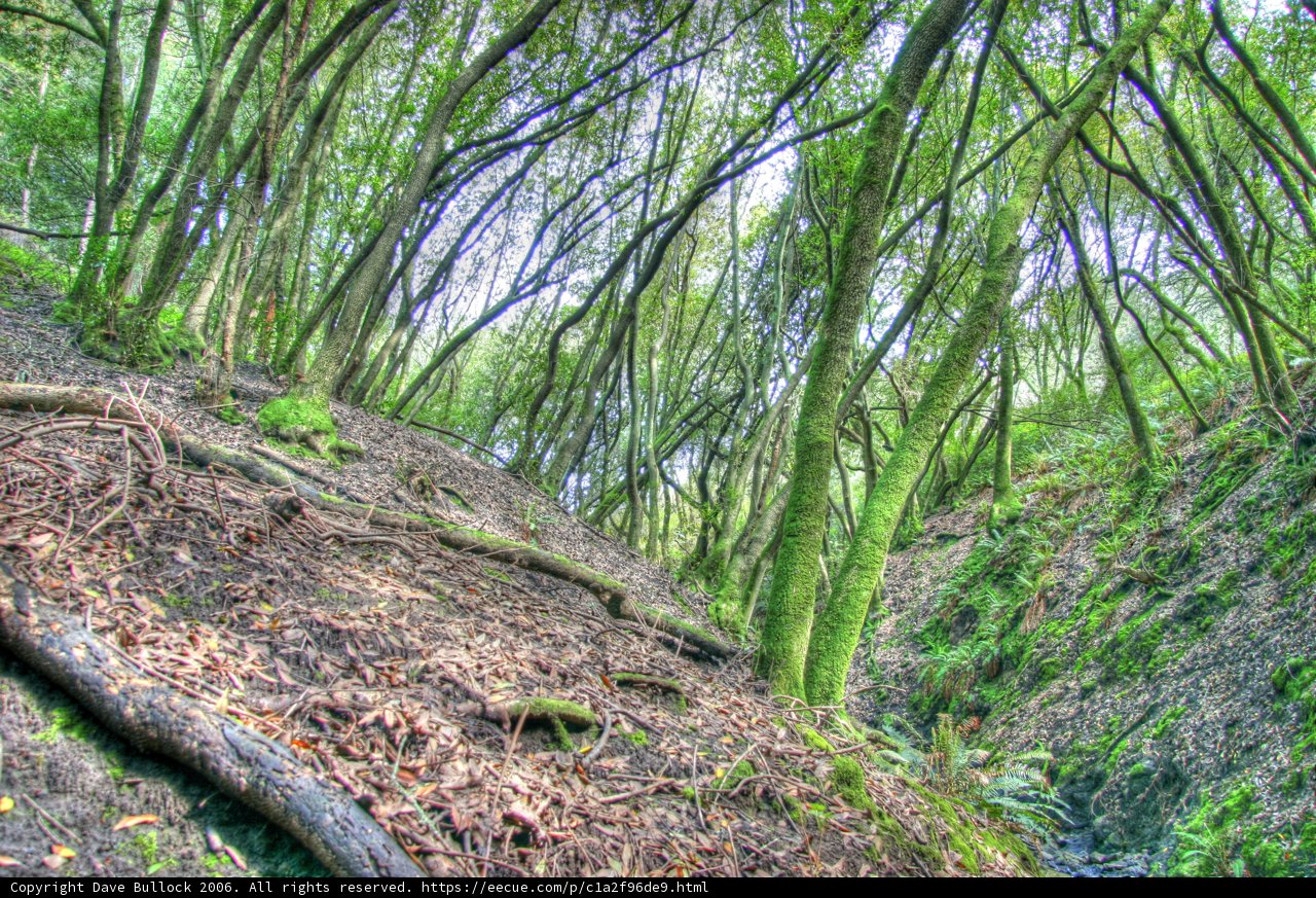 Serene Woodland Grove