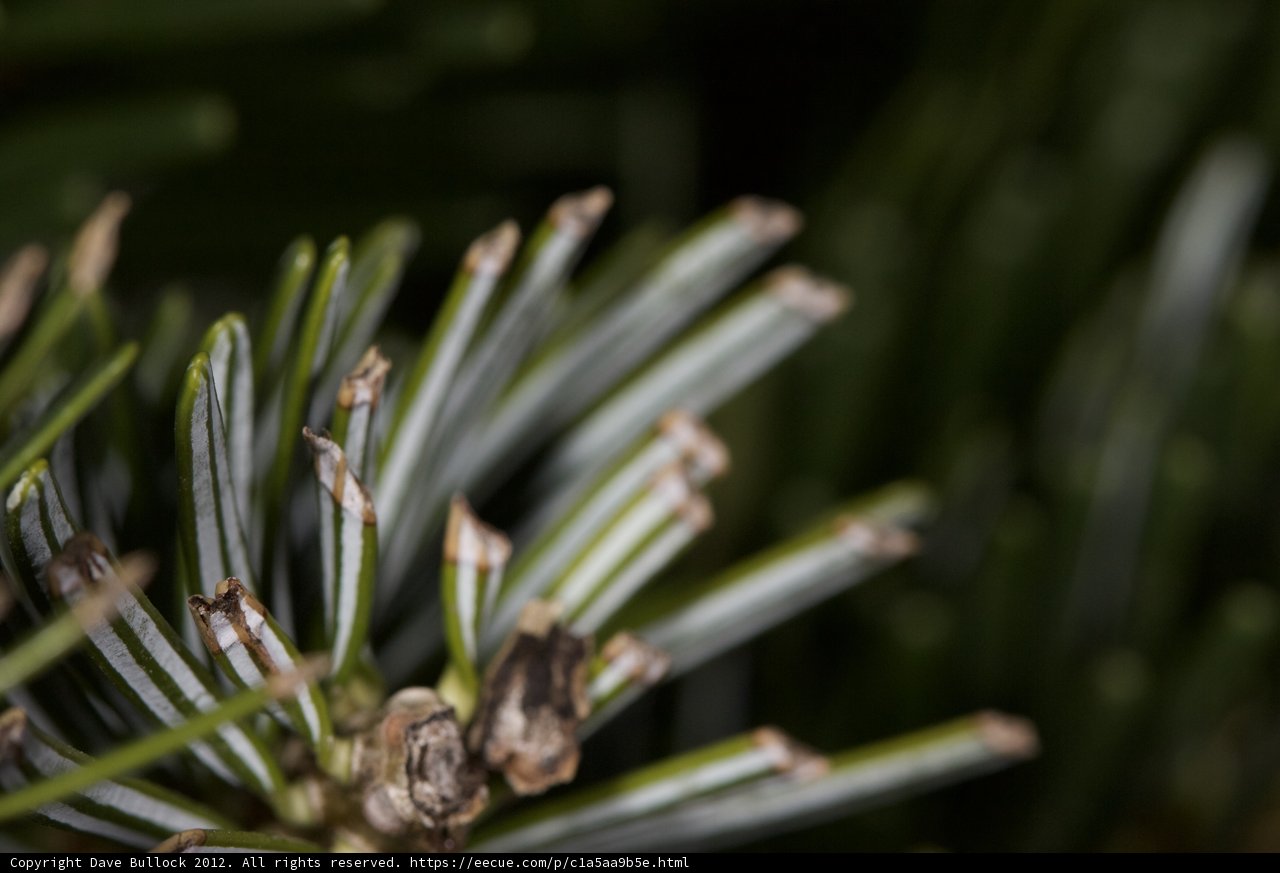 Pine Tree Close Up