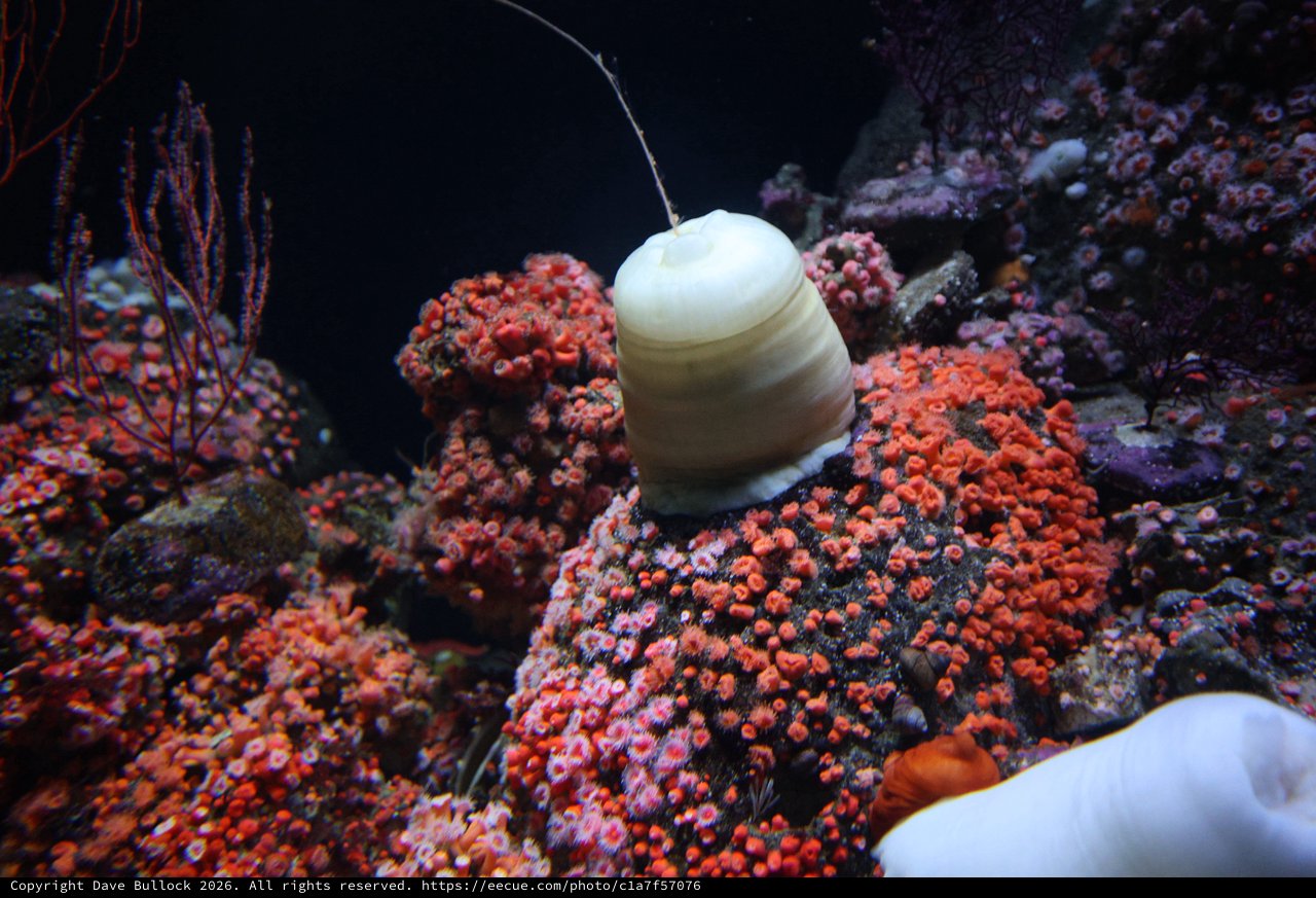 Marine Snail Navigating Vibrant Coral Reef Ecosystem