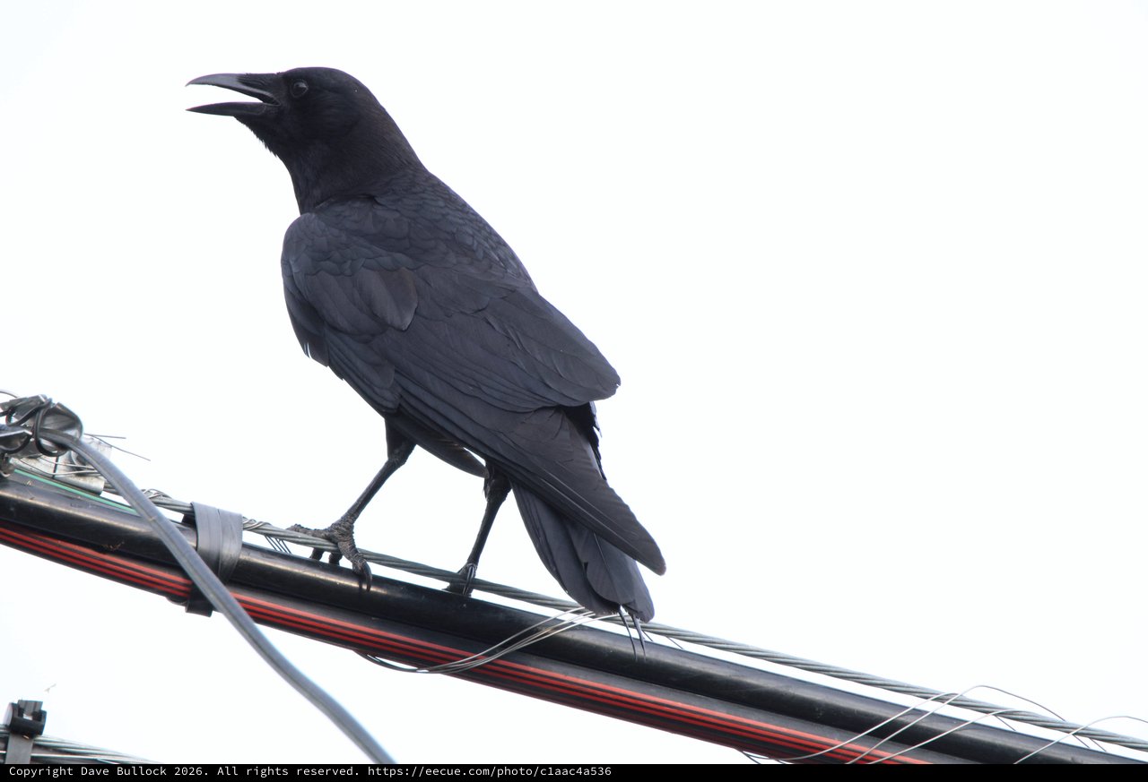 American Crow Calling from Utility Wire Perch