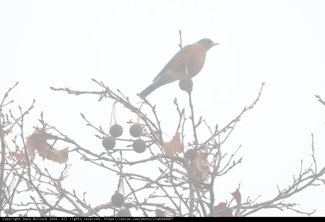 American Robin Perched on Frost-Covered Branch in Winter Fog