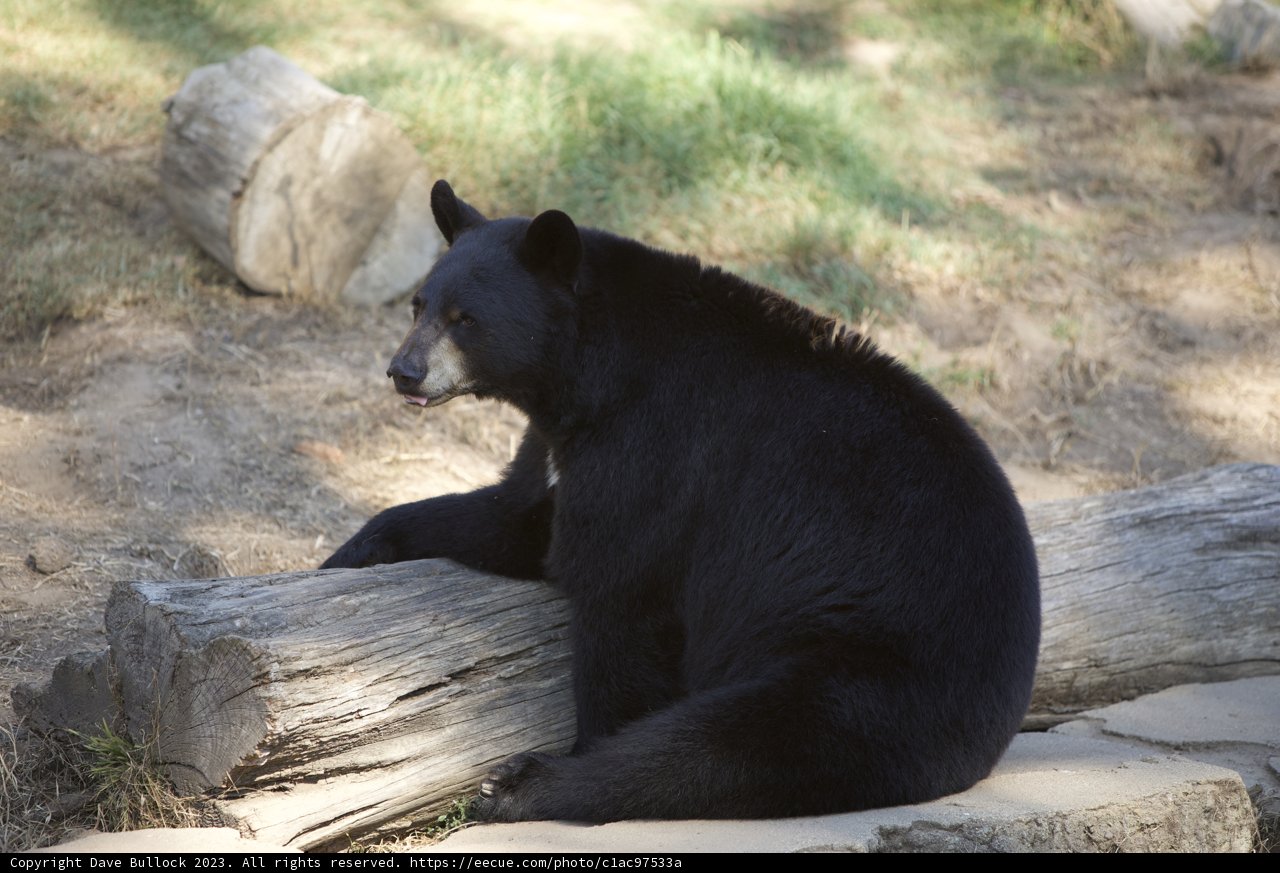 A Charming Black Bear's Moment of Rest