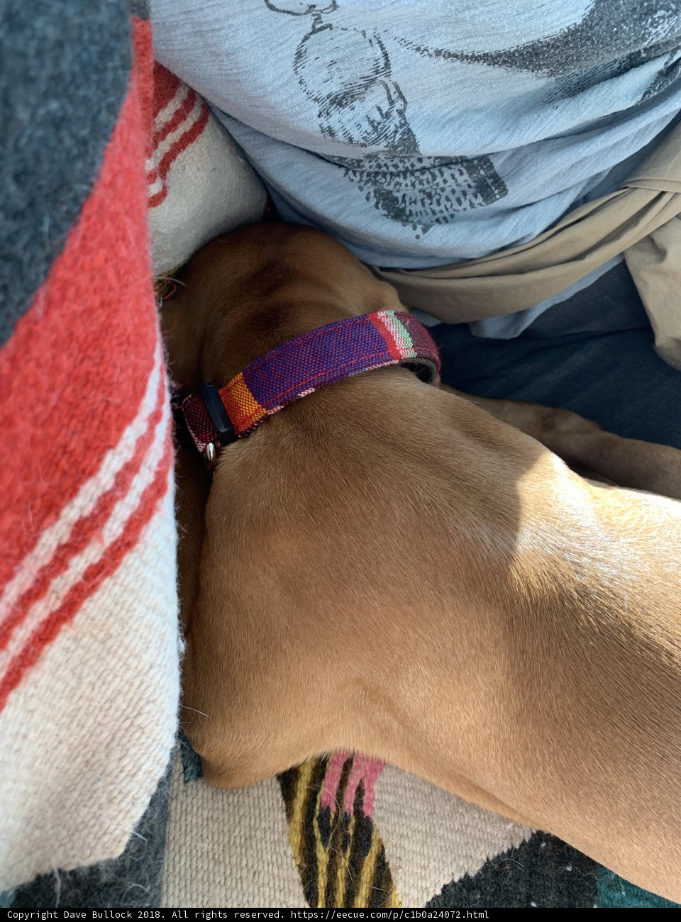 Cozy nap time with colorful collar