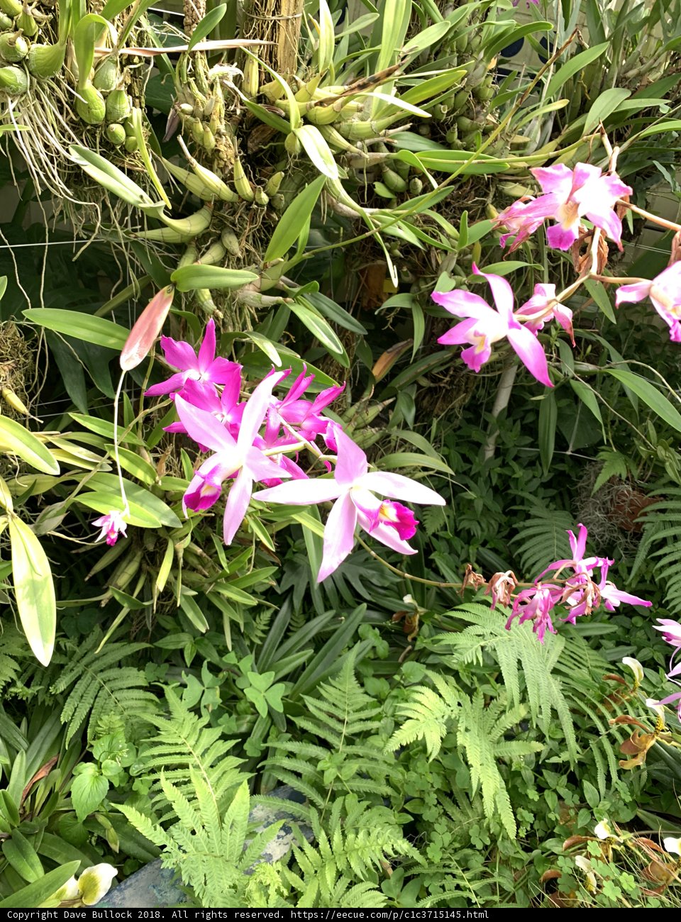 Flower Garden Paradise
