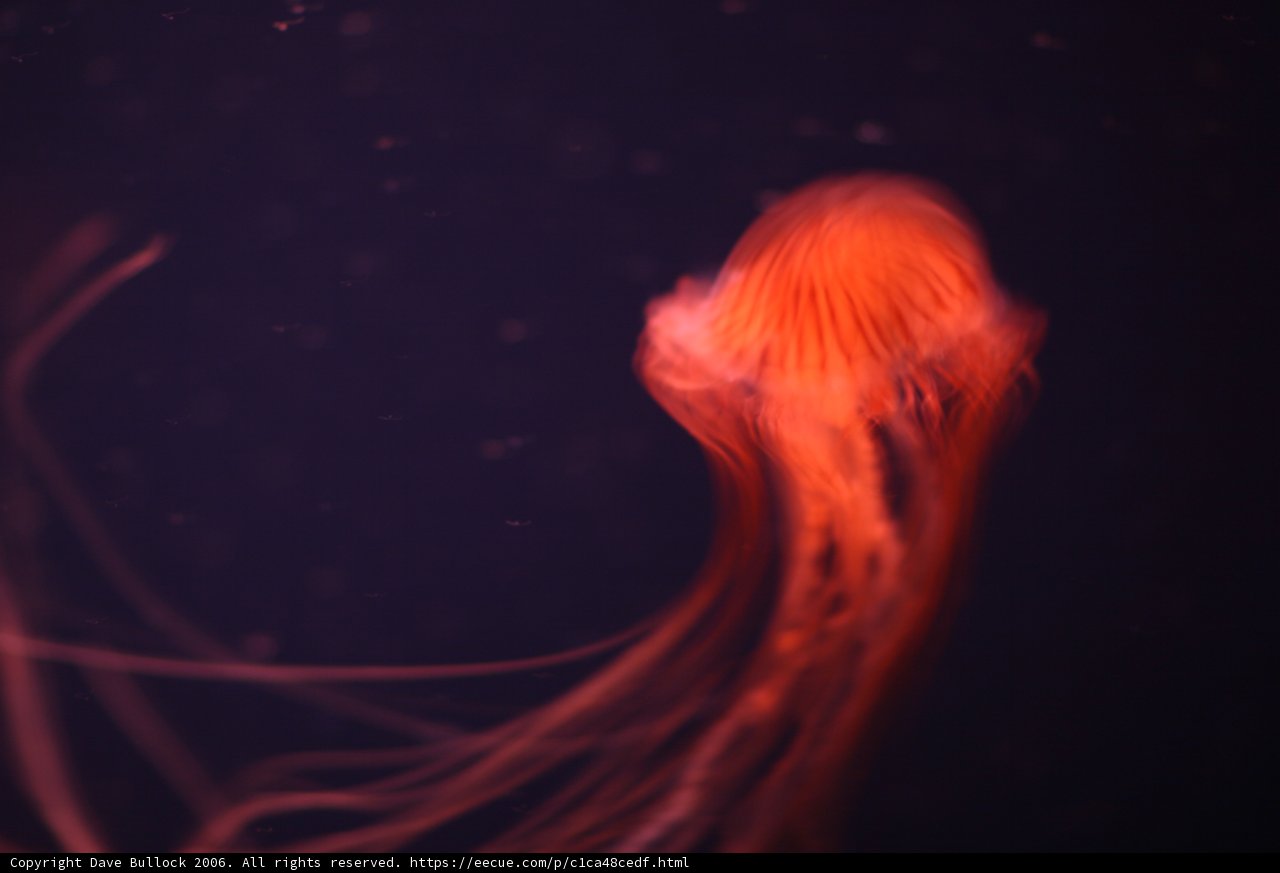 The Elegance of a Jellyfish