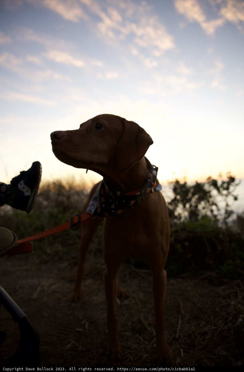Pumpkin Patch Pooch