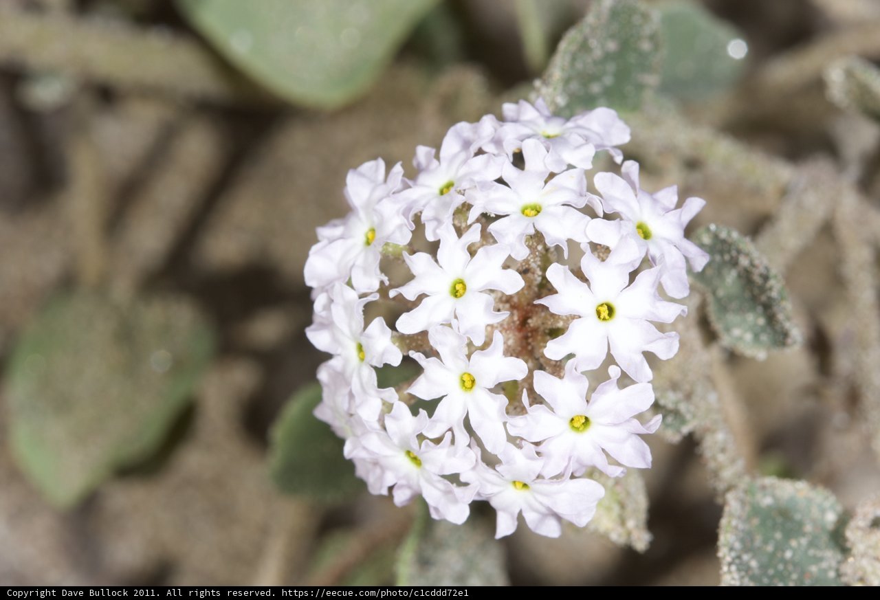 Sand-Blooming Geranium