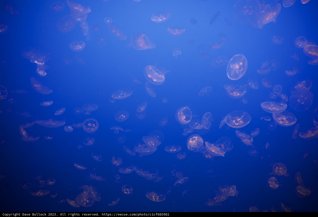Dancing Jellies of Monterey Bay