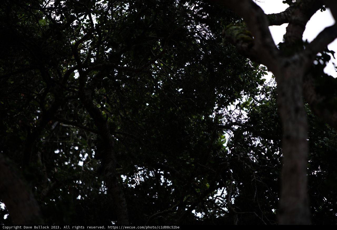Majestic Tree in Carmel Valley Ranch