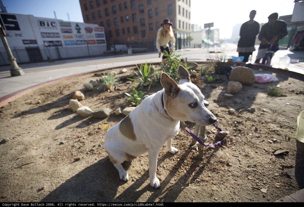 Furry Companion amidst Guerilla Gardening